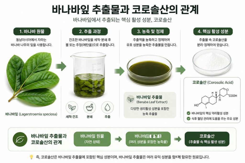 바나나잎 추출물과 코로솔산의 관계