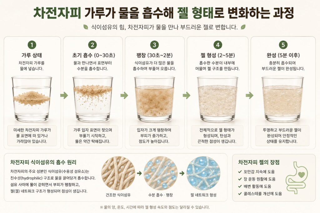 차전자피가 젤 형태로변하는 과정