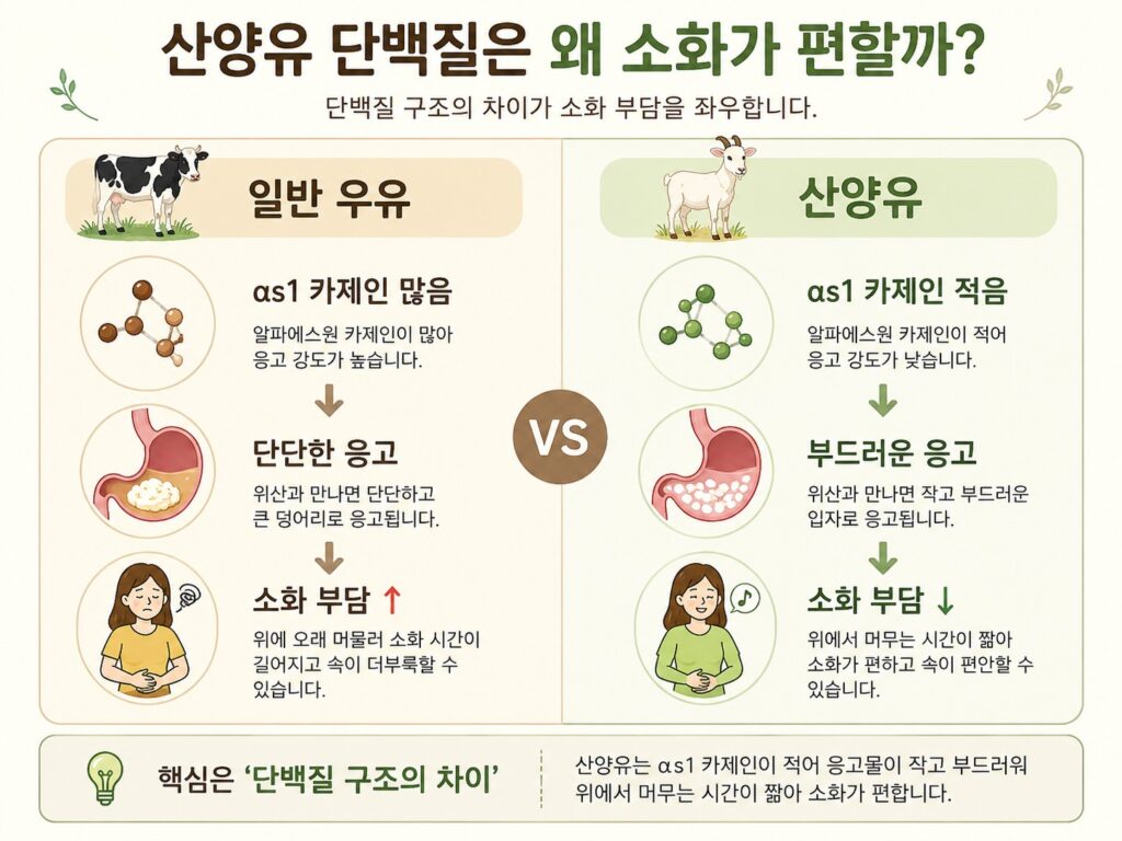 산양유 단백질은 왜 소화가 잘 될까