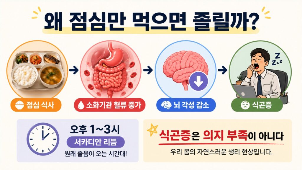 왜 점심만 먹으면 졸릴까 식곤증 이유